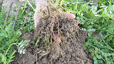 Cover crops