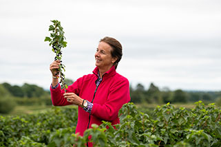 Supporting Sustainable Agriculture of Blackcurrant Farmers