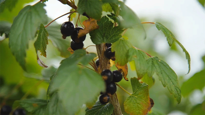 Blackcurrants up close