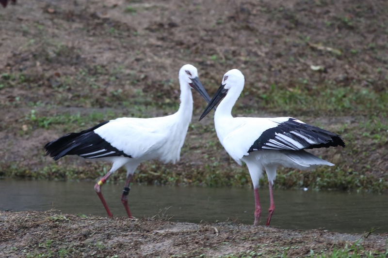 Long-term conservation activities are necessary to restore populations of endangered species. Over the past several years, the dedication of people involved in these activities and support by others has finally produced gains in the recovery of Oriental stork, wild geese and Japanese crested ibis populations. This success is deeply gratifying for the Suntory Fund for Bird Conservation as one of the supporting groups.