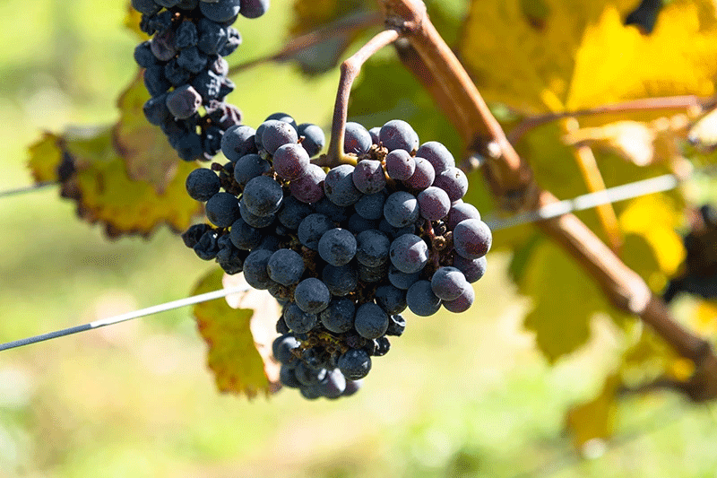 When this method was tried with Merlot grapes, the grapes attained quality high enough to be used in the winery’s flagship Tomi wines. This year the winery is expanding this method to eight times more land and starting its use with Chardonnay and Cabernet Sauvignon as well.