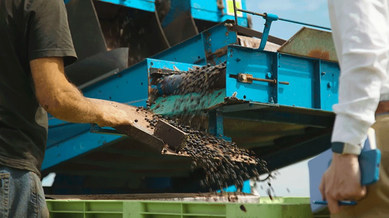 Blackcurrant harvesting machinery