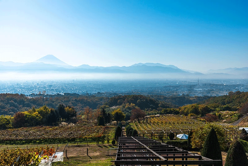 Pursuing wine whose taste personifies how the grapes were cultivated