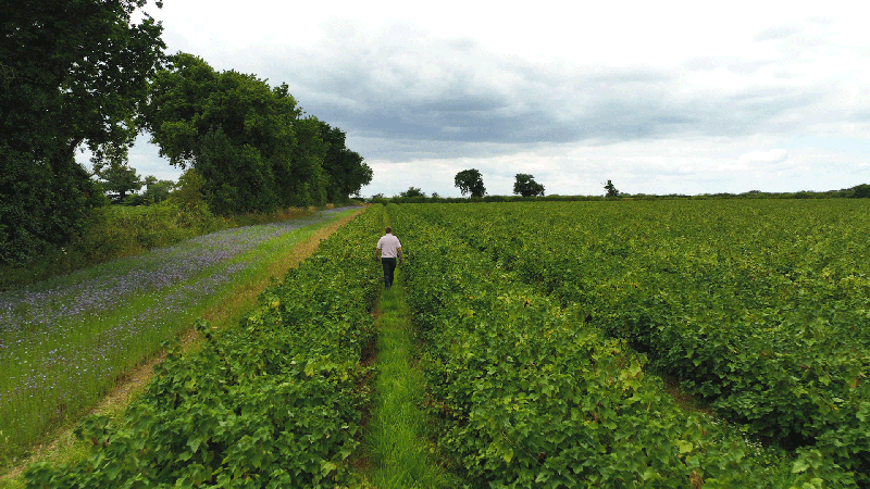 A blackcurrant farm in North Norfolk during the harvest